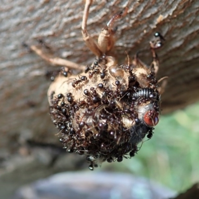 Papyrius nitidus (Shining Coconut Ant) at Holt, ACT - 4 Dec 2020 by CathB