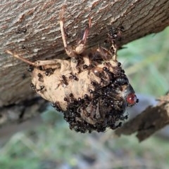 Papyrius nitidus at Holt, ACT - suppressed