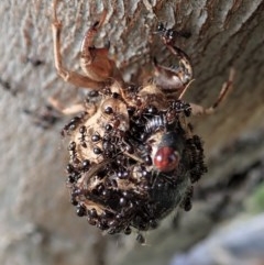 Papyrius nitidus at Holt, ACT - suppressed