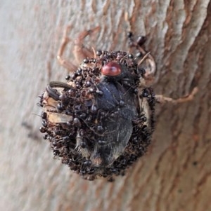 Papyrius nitidus at Holt, ACT - suppressed