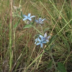 Oxypetalum coeruleum (Tweedia or Southern Star) at Aranda Bushland - 3 Dec 2020 by CathB