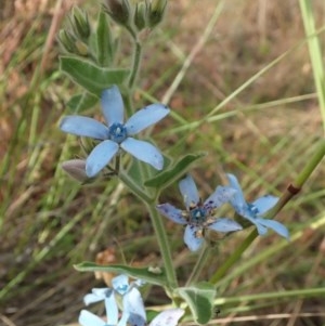 Oxypetalum coeruleum at Cook, ACT - 3 Dec 2020 05:37 PM