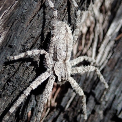 Stephanopis sp. (genus) (Knobbly crab spider) at Holt, ACT - 5 Dec 2020 by CathB