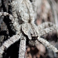 Stephanopis sp. (genus) at Holt, ACT - 5 Dec 2020