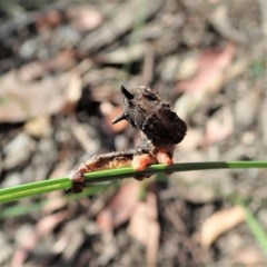 Lepidoptera unclassified IMMATURE (caterpillar or pupa or cocoon) at Aranda Bushland - 5 Dec 2020 by CathB