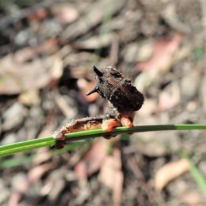 Lepidoptera unclassified IMMATURE at Holt, ACT - 5 Dec 2020