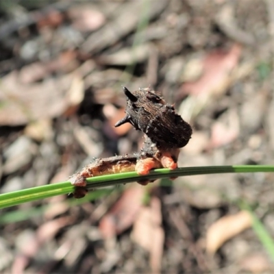 Lepidoptera unclassified IMMATURE (caterpillar or pupa or cocoon) at Aranda Bushland - 5 Dec 2020 by CathB