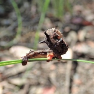 Lepidoptera unclassified IMMATURE moth at Holt, ACT - 5 Dec 2020