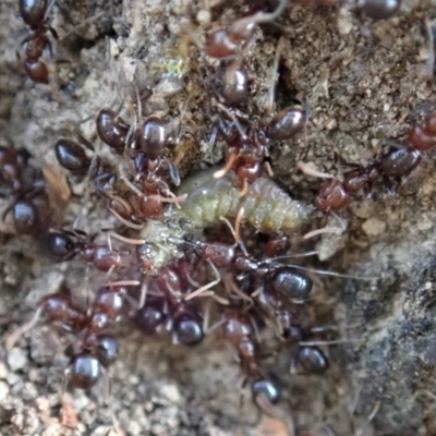 Papyrius nitidus (Shining Coconut Ant) at Aranda, ACT - 5 Dec 2020 by CathB