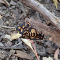 Amata (genus) (Handmaiden Moth) at Aranda Bushland - 5 Dec 2020 by CathB