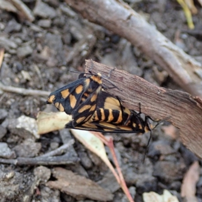 Amata (genus) (Handmaiden Moth) at Aranda Bushland - 5 Dec 2020 by CathB