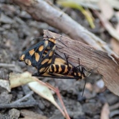 Amata (genus) at Aranda, ACT - 5 Dec 2020