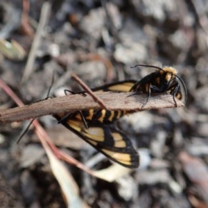 Amata (genus) at Aranda, ACT - 5 Dec 2020