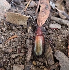 Lagriini sp. (tribe) (Unidentified lagriine darkling beetle) at Aranda, ACT - 5 Dec 2020 by CathB