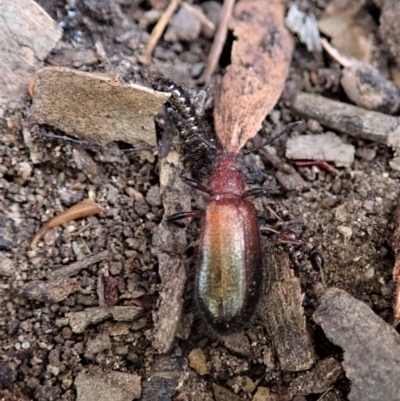 Lagriini sp. (tribe) (Unidentified lagriine darkling beetle) at Aranda Bushland - 4 Dec 2020 by CathB