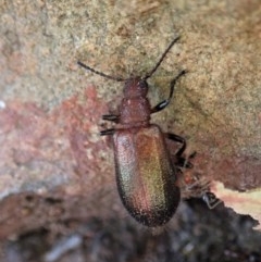 Lagriini sp. (tribe) at Aranda, ACT - 5 Dec 2020