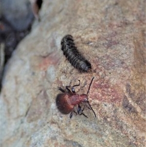 Lagriini sp. (tribe) at Aranda, ACT - 5 Dec 2020