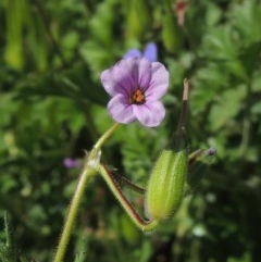 Erodium botrys (Long Storksbill) at Conder, ACT - 1 Oct 2020 by MichaelBedingfield