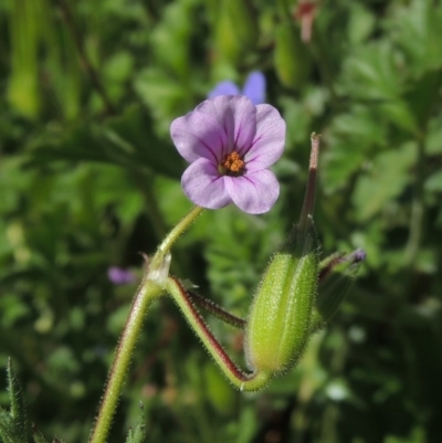 Erodium botrys (Long Storksbill) at Conder, ACT - 1 Oct 2020 by michaelb