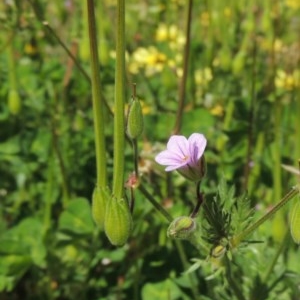 Erodium botrys at Conder, ACT - 1 Oct 2020