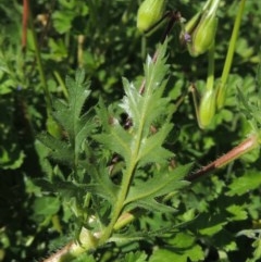 Erodium botrys at Conder, ACT - 1 Oct 2020