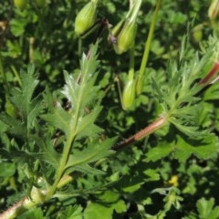 Erodium botrys at Conder, ACT - 1 Oct 2020