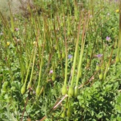 Erodium botrys at Conder, ACT - 1 Oct 2020