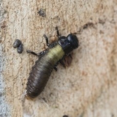 Paropsisterna beata (Blessed Leaf Beetle) at Hawker, ACT - 28 Nov 2020 by AlisonMilton