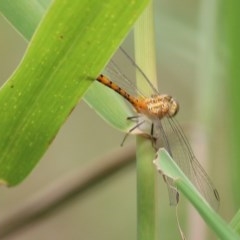 Diplacodes bipunctata (Wandering Percher) at Wodonga - 5 Dec 2020 by Kyliegw