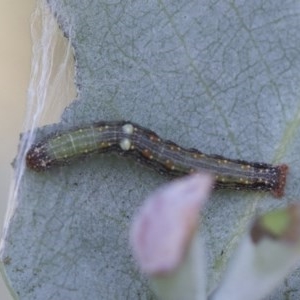 Mnesampela privata at Hawker, ACT - 29 Nov 2020