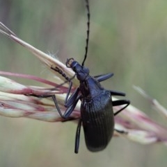 Tanychilus sp. (genus) (Comb-clawed beetle) at Aranda Bushland - 4 Dec 2020 by CathB