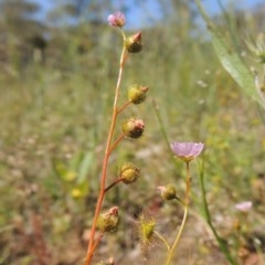 Drosera gunniana (Pale Sundew) at Tuggeranong Hill - 3 Nov 2020 by michaelb