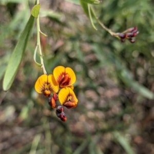 Daviesia mimosoides at Currawang, NSW - suppressed