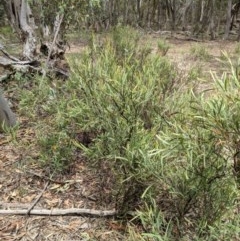 Daviesia mimosoides at Currawang, NSW - suppressed