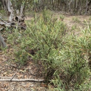 Daviesia mimosoides at Currawang, NSW - suppressed