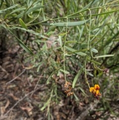 Daviesia mimosoides at Currawang, NSW - suppressed