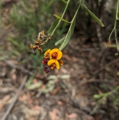 Daviesia mimosoides at Currawang, NSW - suppressed