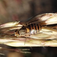Australiphthiria hilaris (Slender Bee Fly) at Aranda, ACT - 4 Dec 2020 by CathB
