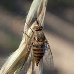 Australiphthiria hilaris at Aranda, ACT - 5 Dec 2020