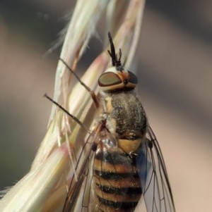 Australiphthiria hilaris at Aranda, ACT - 5 Dec 2020