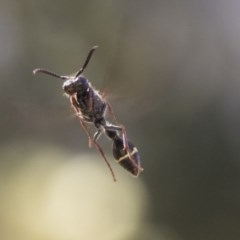 Australozethus sp. (genus) (Potter wasp) at Cook, ACT - 1 Dec 2020 by AlisonMilton