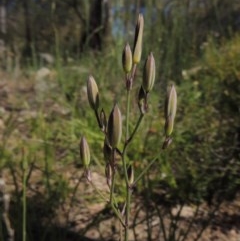 Thysanotus tuberosus subsp. tuberosus (Common Fringe-lily) at Tuggeranong Hill - 3 Nov 2020 by michaelb