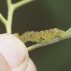 Lepidoptera unclassified IMMATURE (caterpillar or pupa or cocoon) at Scullin, ACT - 29 Nov 2020 by AlisonMilton