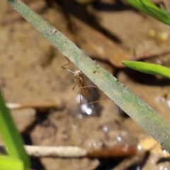 Tipulidae or Limoniidae (family) (Unidentified Crane Fly) at Fyshwick, ACT - 3 Dec 2020 by RodDeb