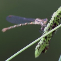 Austrolestes sp. (genus) (Ringtail damselfy) at Wodonga Regional Park - 6 Dec 2020 by KylieWaldon