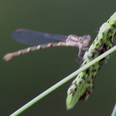 Austrolestes analis at Bandiana, VIC - 5 Dec 2020 by Kyliegw