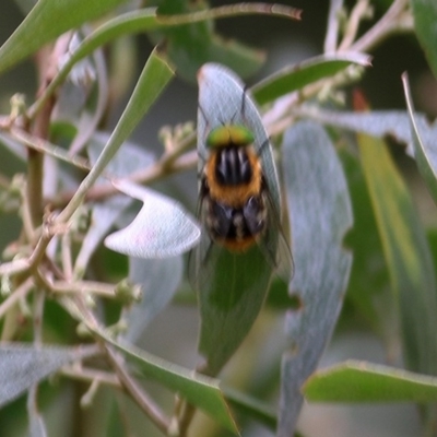 Scaptia (Scaptia) auriflua (A flower-feeding march fly) at Wodonga - 5 Dec 2020 by Kyliegw