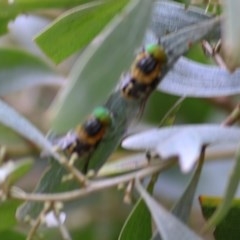 Scaptia (Scaptia) auriflua at Wodonga Regional Park - 6 Dec 2020