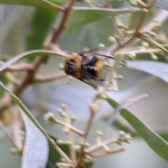 Scaptia (Scaptia) auriflua at Wodonga Regional Park - 6 Dec 2020 10:15 AM