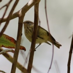 Acanthiza lineata (Striated Thornbill) at Wodonga - 5 Dec 2020 by Kyliegw